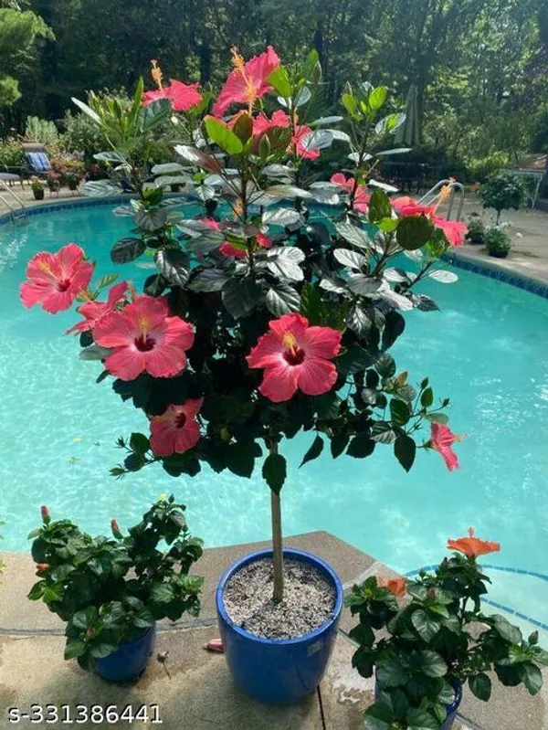 Amirican_Hibiscus_flower_plant