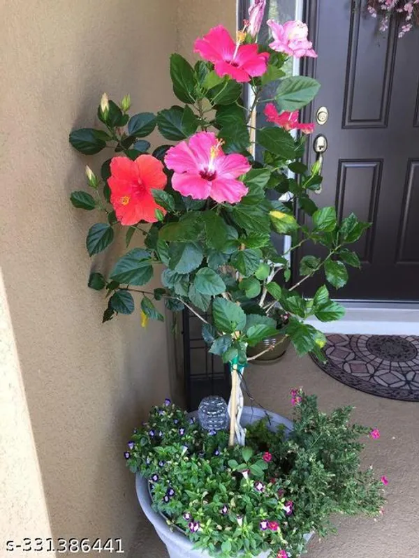 Amirican_Hibiscus_flower_plant