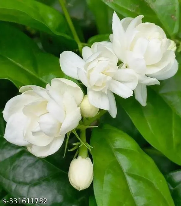 Beli_flower_plant
