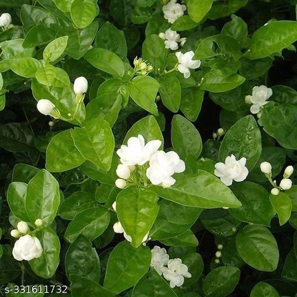 Beli_flower_plant