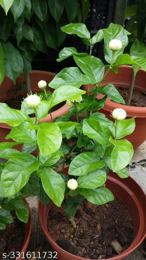 Beli_flower_plant
