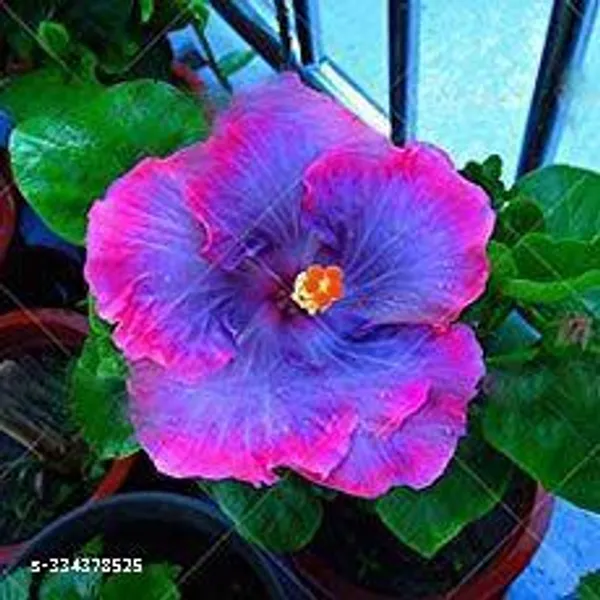 Purple_Hibiscus_flower_plant