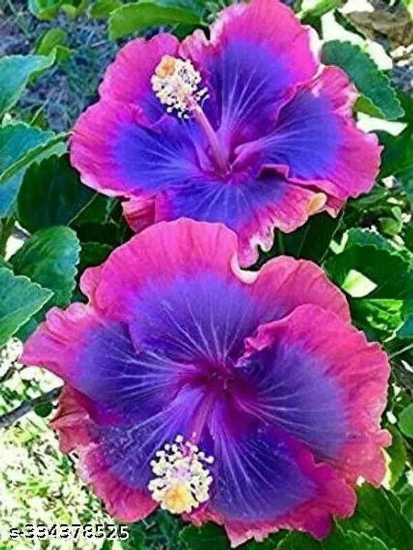 Purple_Hibiscus_flower_plant