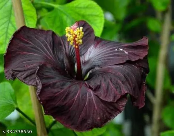 Black_Hibiscus_flower_plant_(Hybrid)(Pack_of_1)