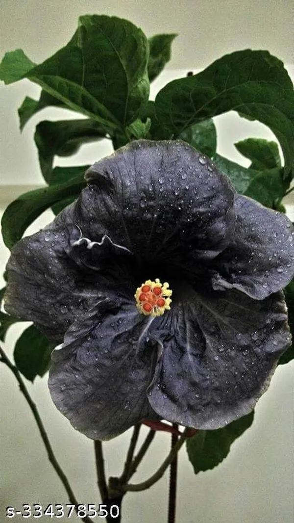 Black_Hibiscus_flower_plant_(Hybrid)(Pack_of_1)