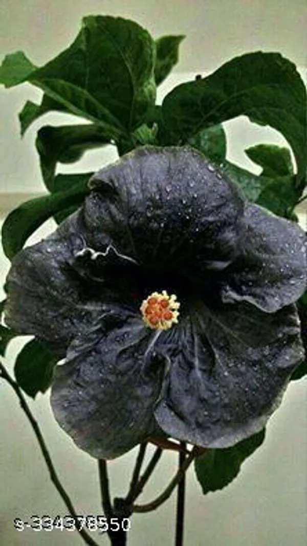 Black_Hibiscus_flower_plant_(Hybrid)(Pack_of_1)