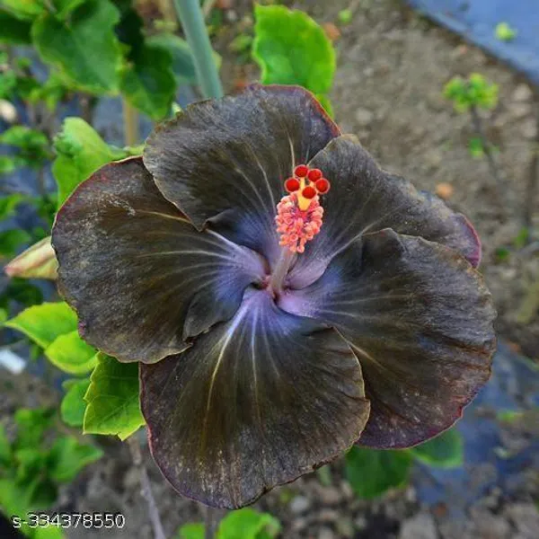 Black_Hibiscus_flower_plant_(Hybrid)(Pack_of_1)