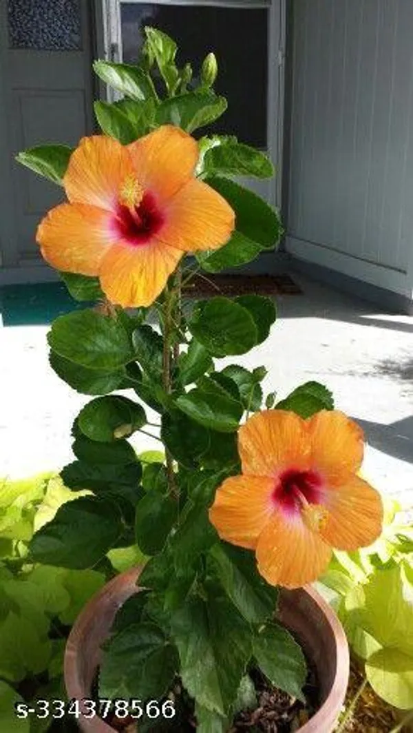 Orange_Hibiscus_flower_plant_(Hybrid)