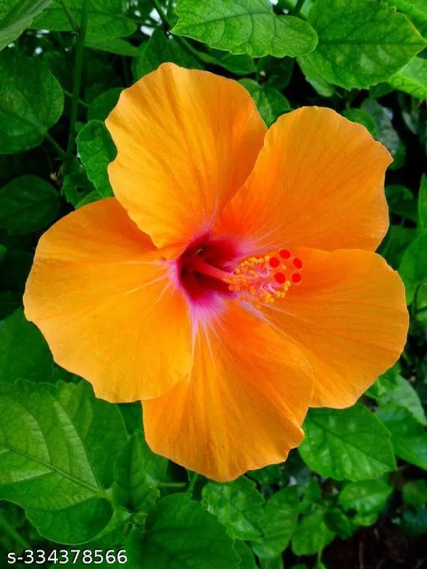 Orange_Hibiscus_flower_plant_(Hybrid)