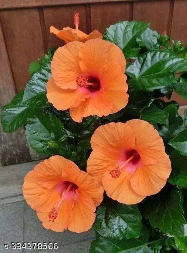 Orange_Hibiscus_flower_plant_(Hybrid)
