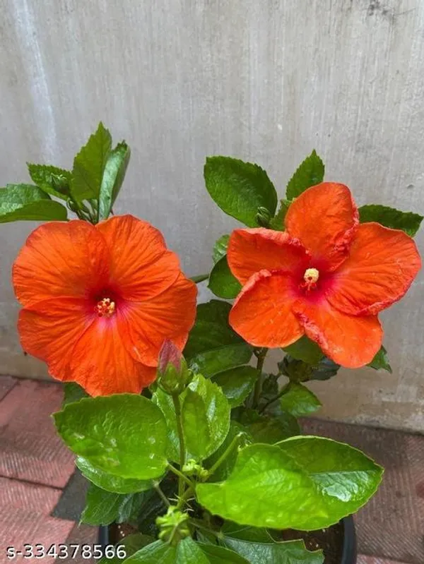 Orange_Hibiscus_flower_plant_(Hybrid)