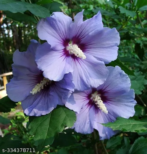 Purple_Hibiscus_flower_plant