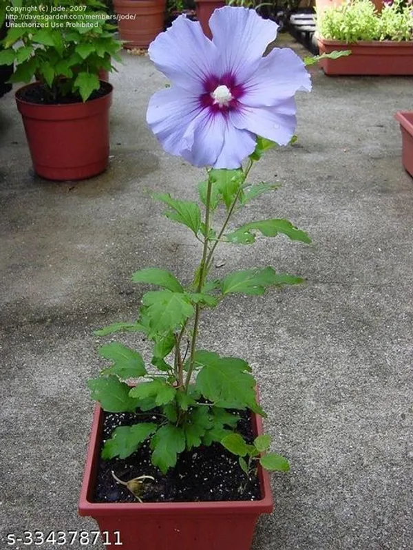Purple_Hibiscus_flower_plant