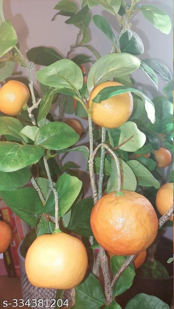 Orange_Fruit_plant_(hybrid)
