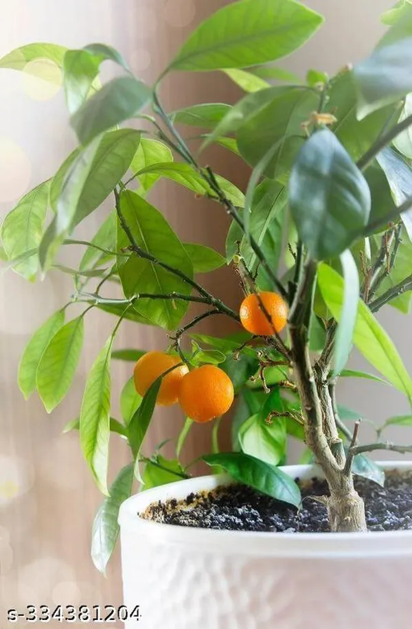 Orange_Fruit_plant_(hybrid)