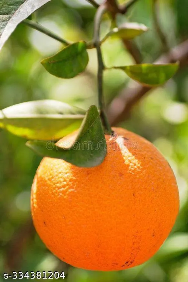 Orange_Fruit_plant_(hybrid)