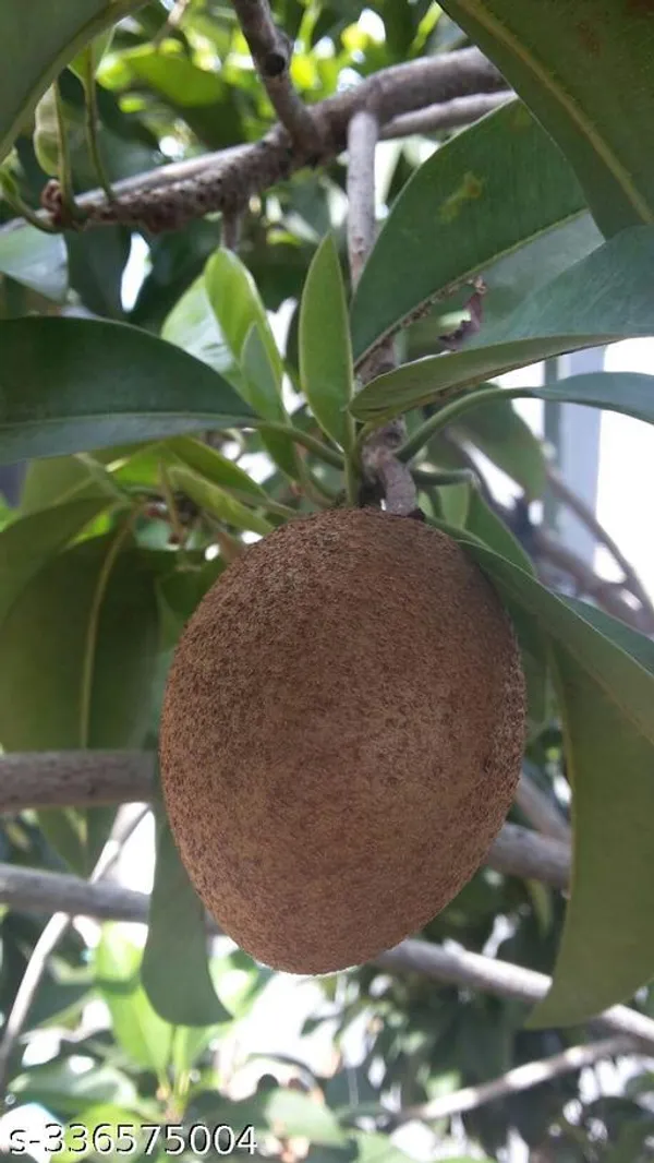 Sapota_plant
