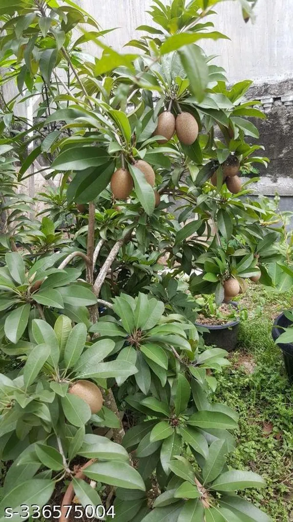 Sapota_plant