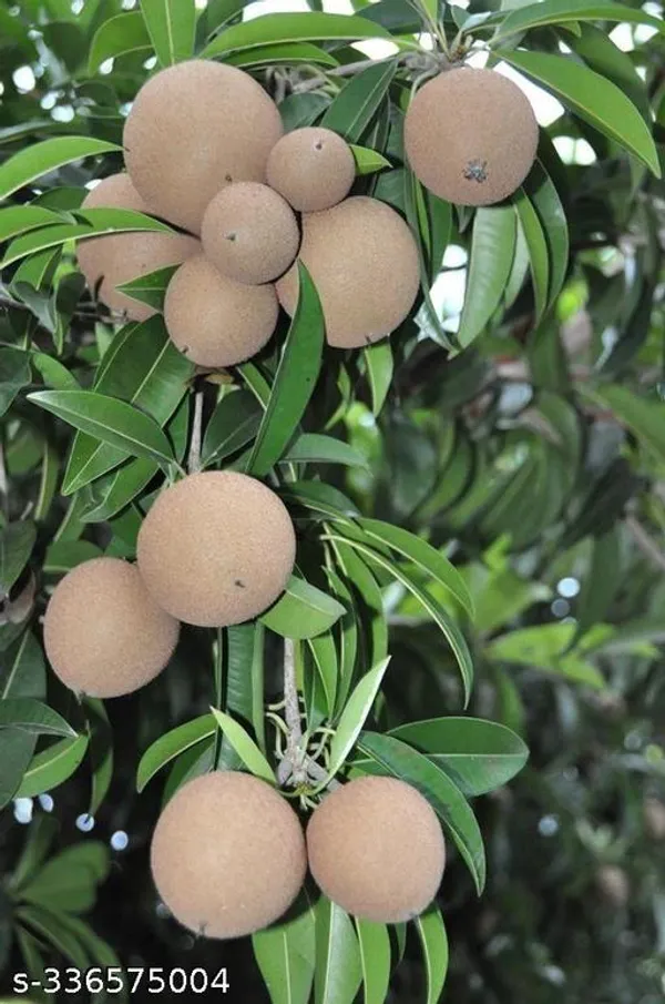 Sapota_plant