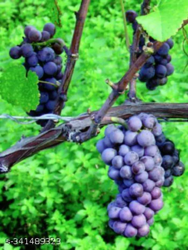 America_Grapes_Fruit_plant_(Grafted)