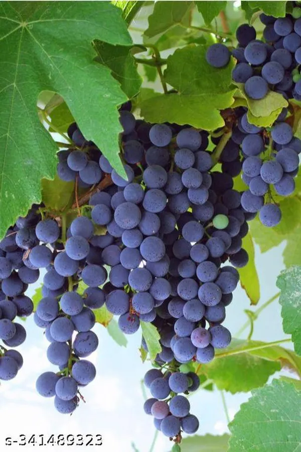 America_Grapes_Fruit_plant_(Grafted)