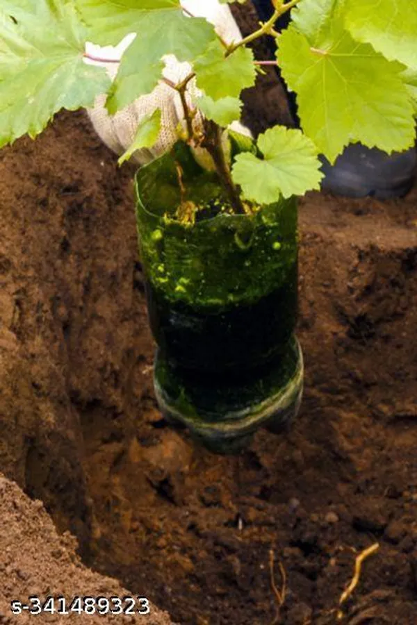 America_Grapes_Fruit_plant_(Grafted)