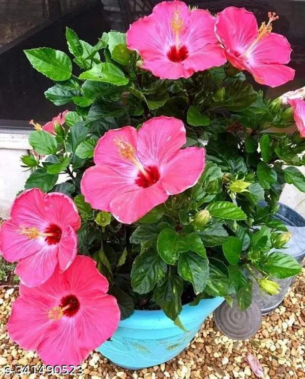 Hibiscus_flowers_plant_pink
