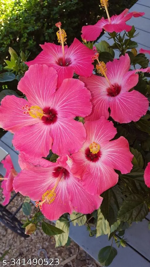 Hibiscus_flowers_plant_pink