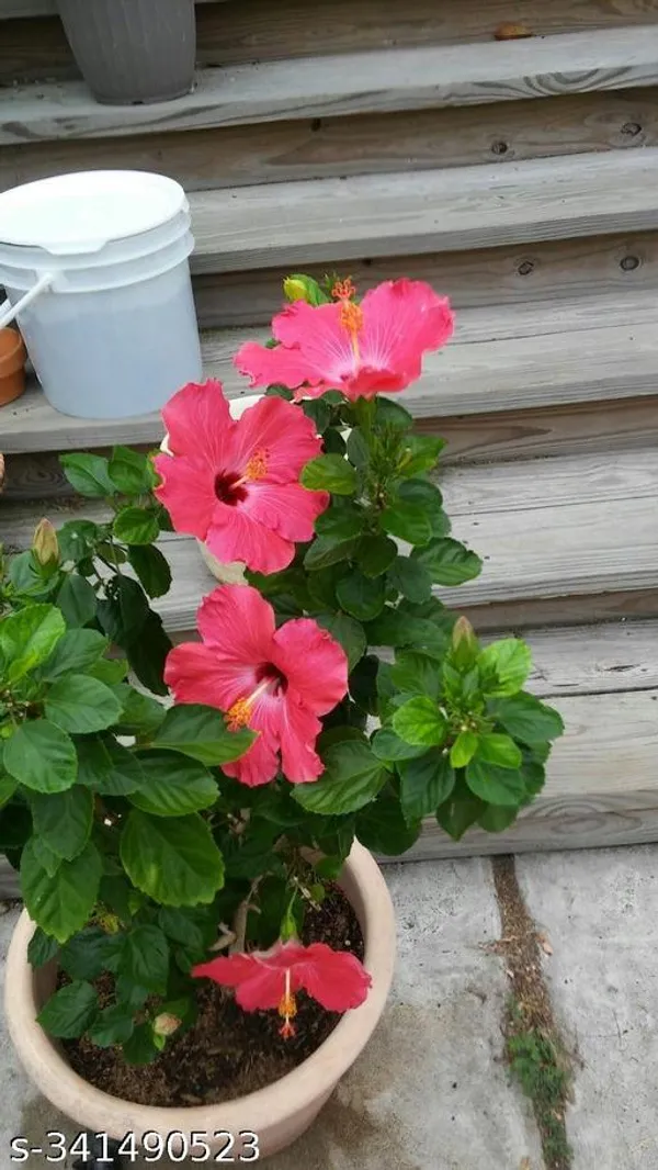 Hibiscus_flowers_plant_pink