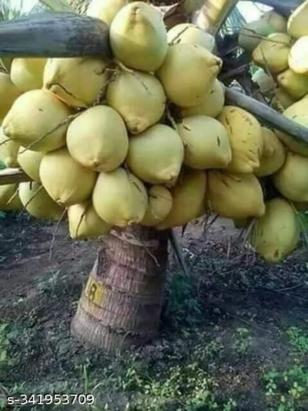 Kerala_Coconut_Plant