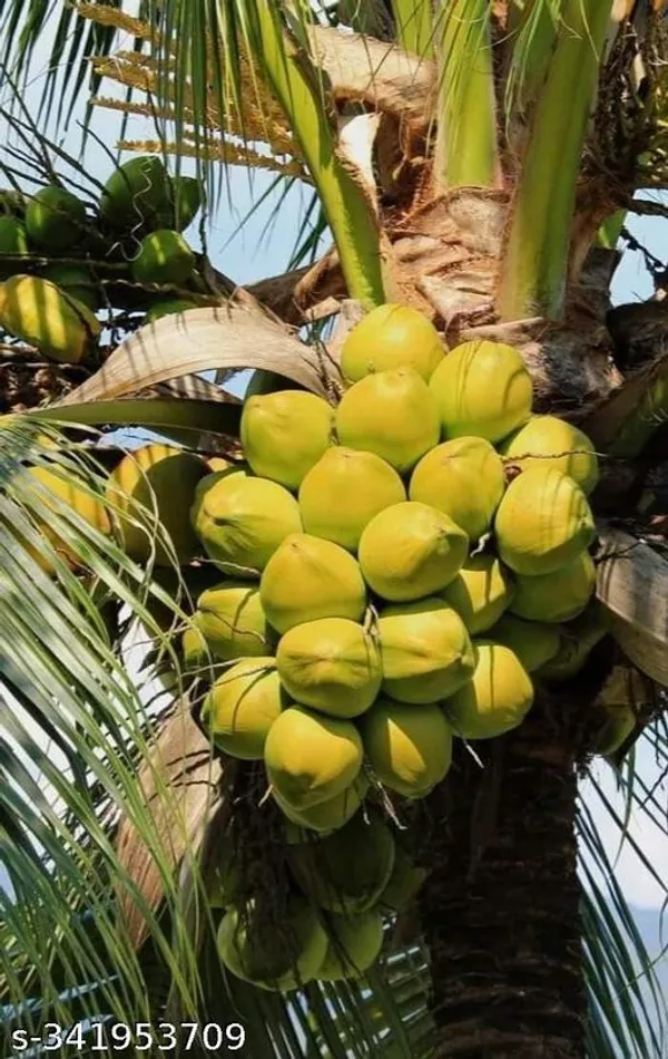 Kerala_Coconut_Plant