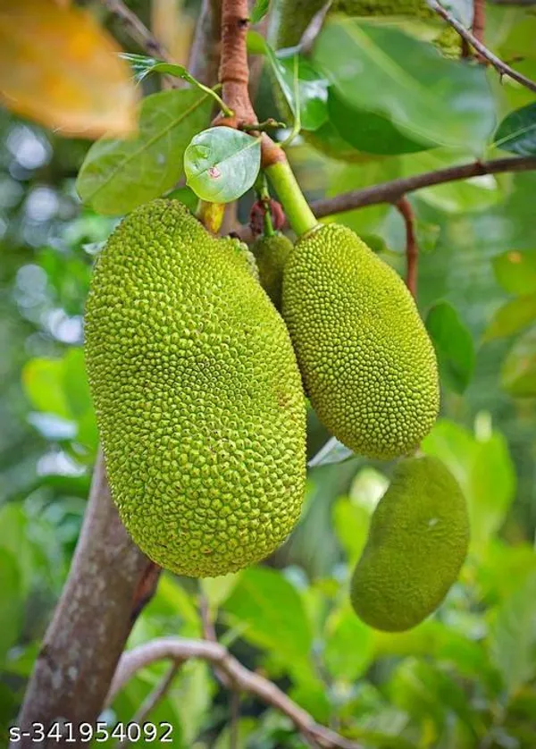 Indian_Jack_Fruit_plant