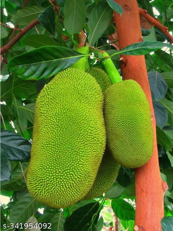 Indian_Jack_Fruit_plant