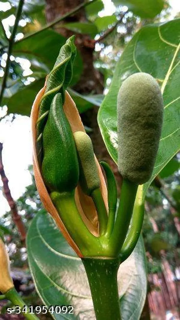Indian_Jack_Fruit_plant