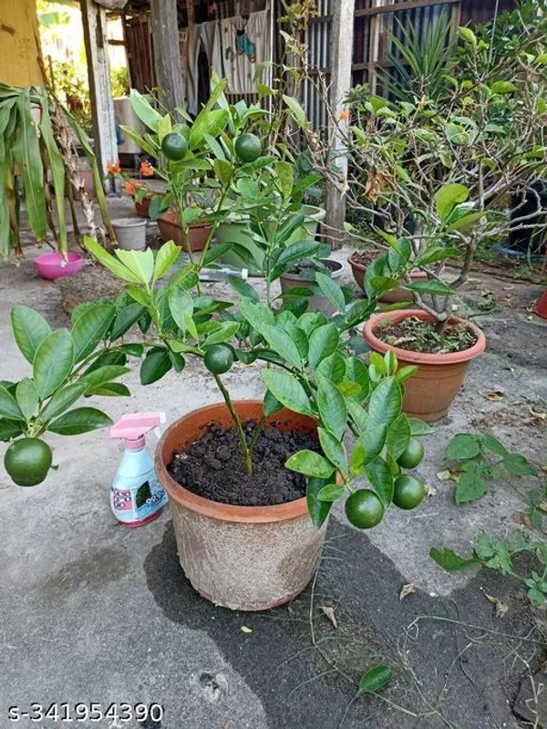 Mousumbi_orange_plant