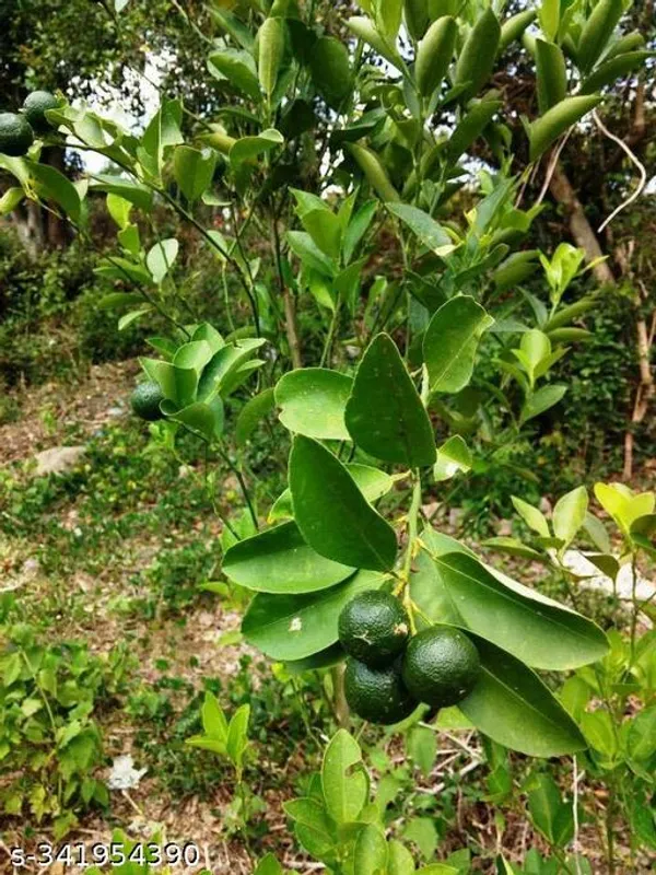 Mousumbi_orange_plant