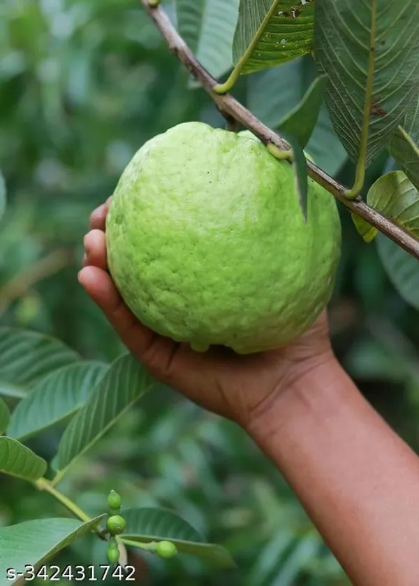 Indian_Guava_Fruit_plant