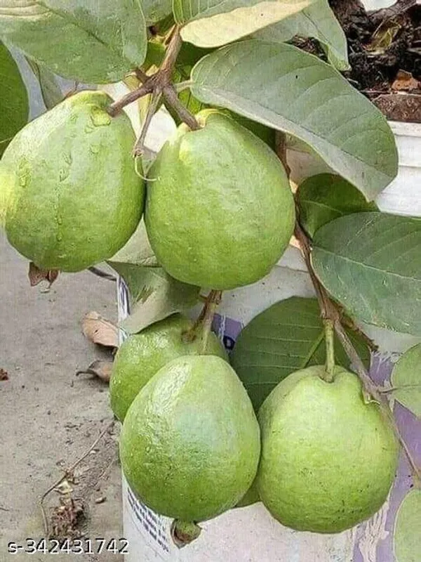 Indian_Guava_Fruit_plant