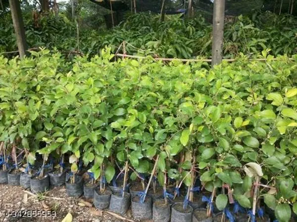 Jujube_Fruit_plant/apple_ber_sweet_plant
