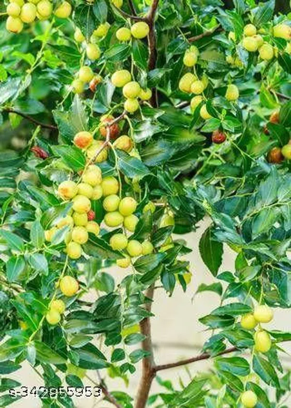 Jujube_Fruit_plant/apple_ber_sweet_plant