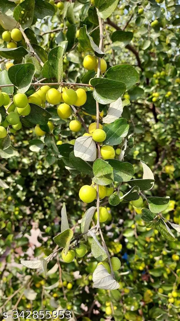 Jujube_Fruit_plant/apple_ber_sweet_plant