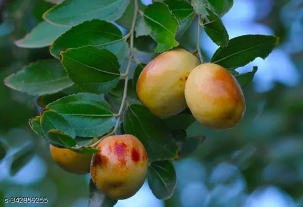 Jujube_Fruit_plant/apple_ber_sweet_plant
