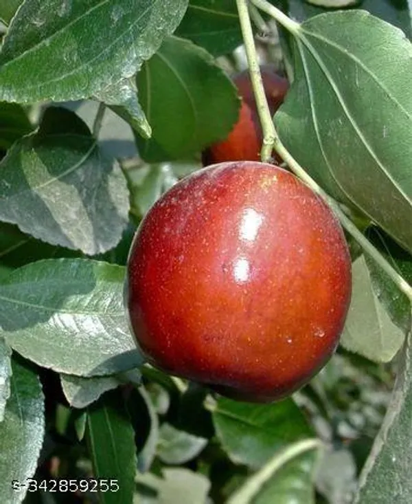 Jujube_Fruit_plant/apple_ber_sweet_plant