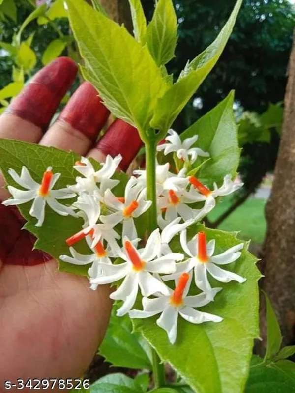 Parijat_Flower__plant_red_variety_fruit_plant(Pack_of_1)