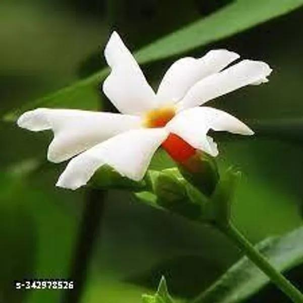 Parijat_Flower__plant_red_variety_fruit_plant(Pack_of_1)