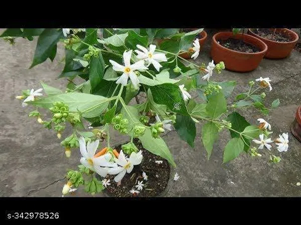 Parijat_Flower__plant_red_variety_fruit_plant(Pack_of_1)