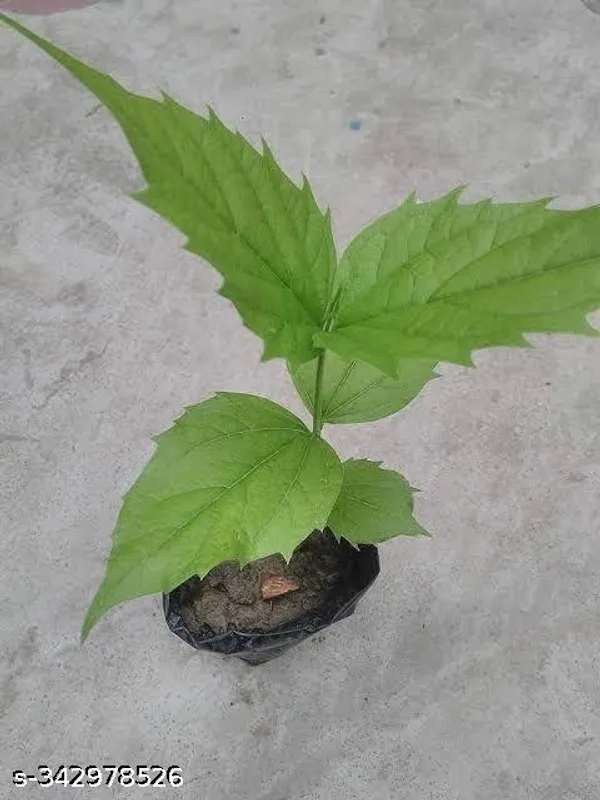 Parijat_Flower__plant_red_variety_fruit_plant(Pack_of_1)