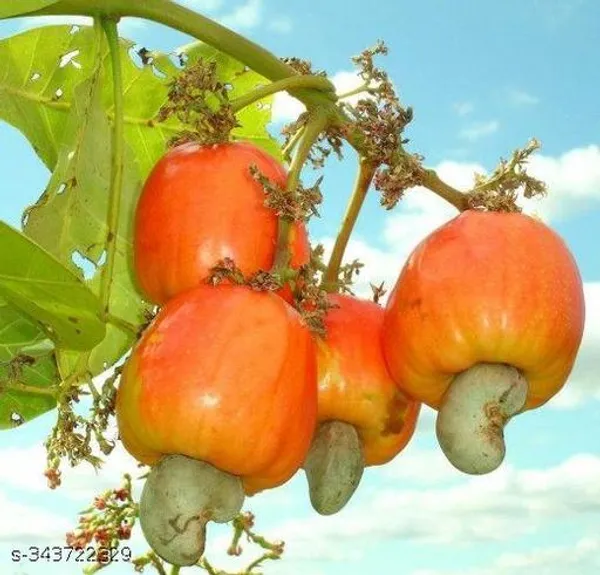 Kaju_plant/cashew_nut_plant
