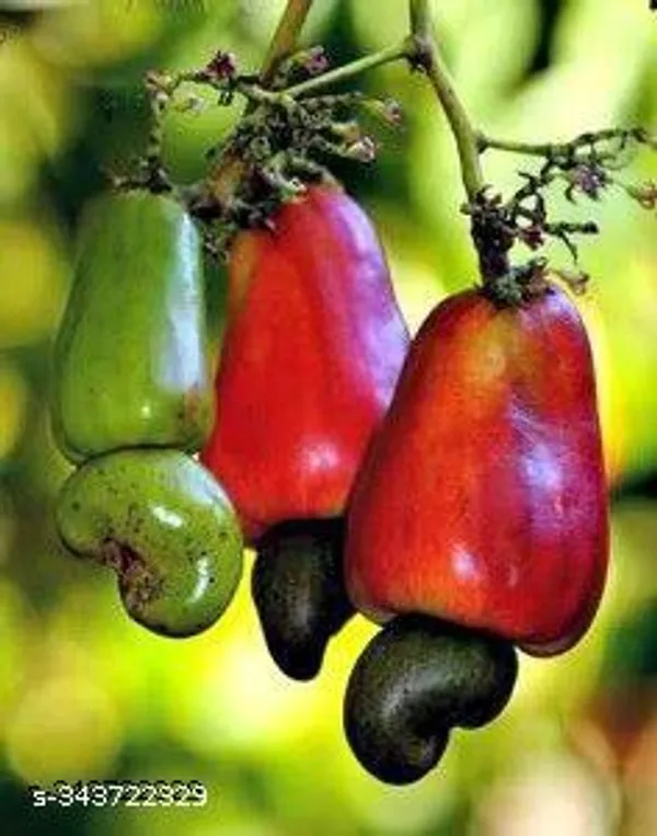 Kaju_plant/cashew_nut_plant