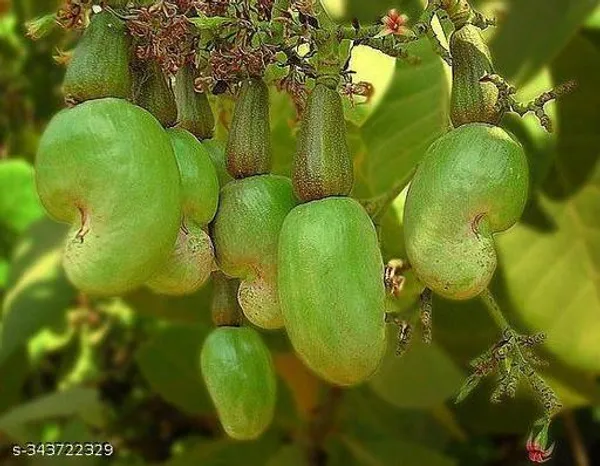 Kaju_plant/cashew_nut_plant